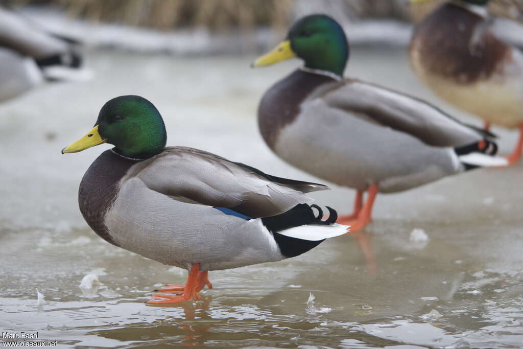 Mallard male adult breeding, identification