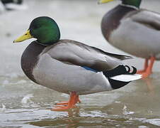 Canard colvert