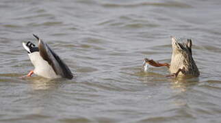 Canard colvert