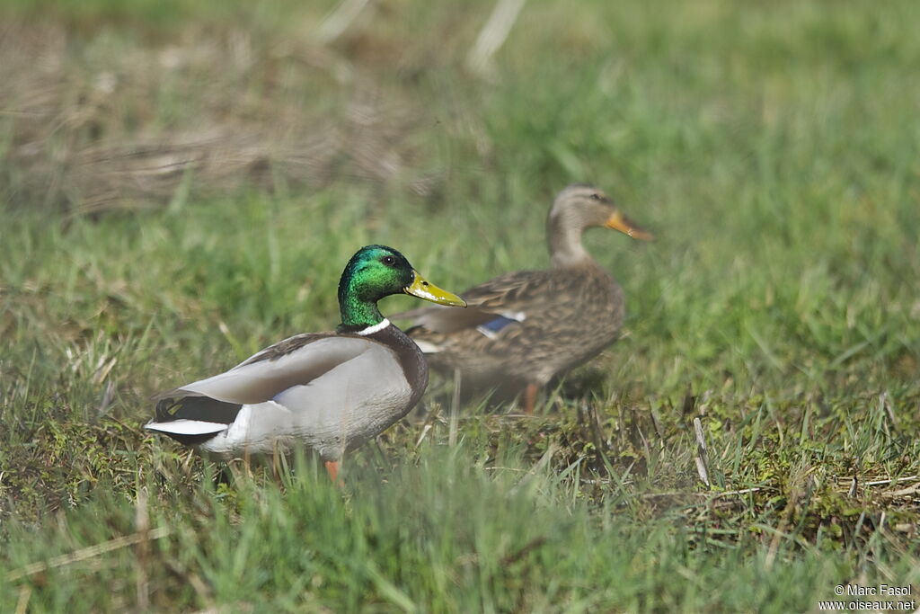 Mallard , identification, Behaviour