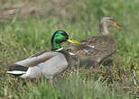 Canard colvert