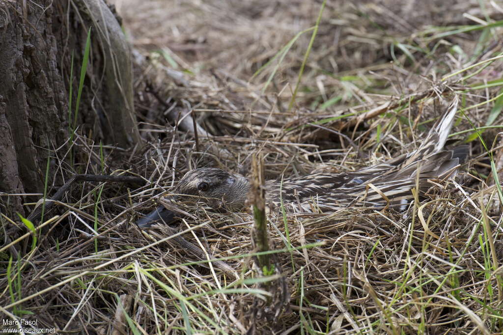 Mallard female adult, identification, camouflage, Reproduction-nesting