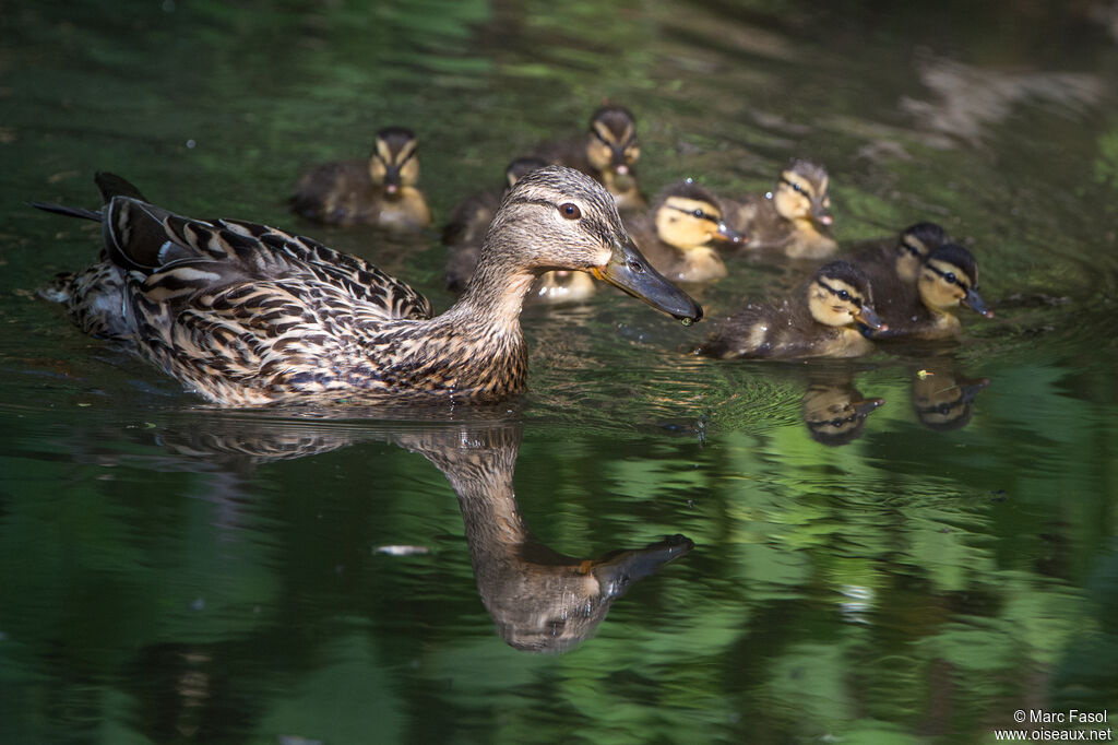 Canard colvert, identification, nage, Nidification