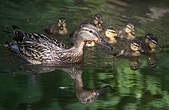 Canard colvert