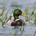 Canard colvert