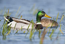 Canard colvert