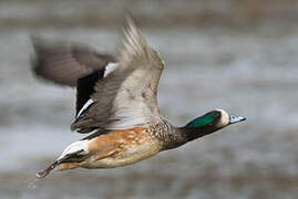 Chiloe Wigeon