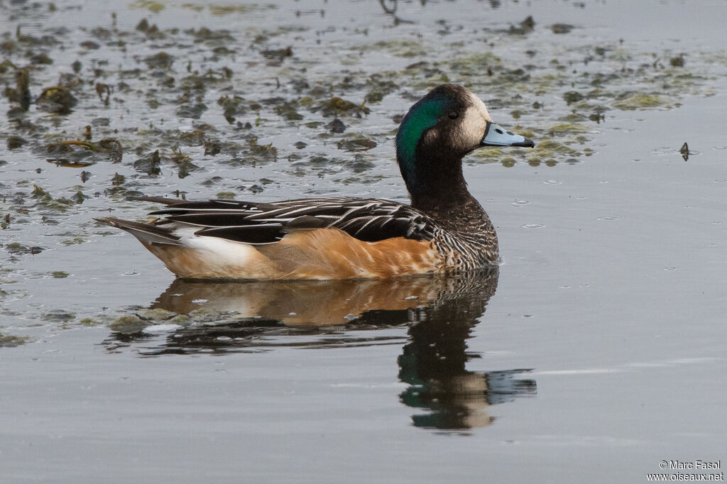 Chiloe Wigeon male adult post breeding, identification