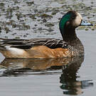 Canard de Chiloé