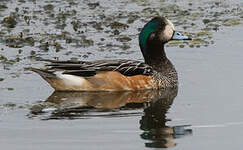 Canard de Chiloé