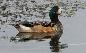 Chiloe Wigeon