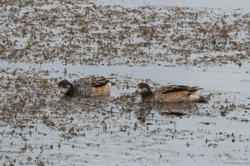 Chiloe Wigeonadult