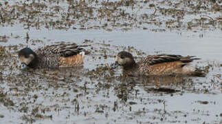 Chiloe Wigeon