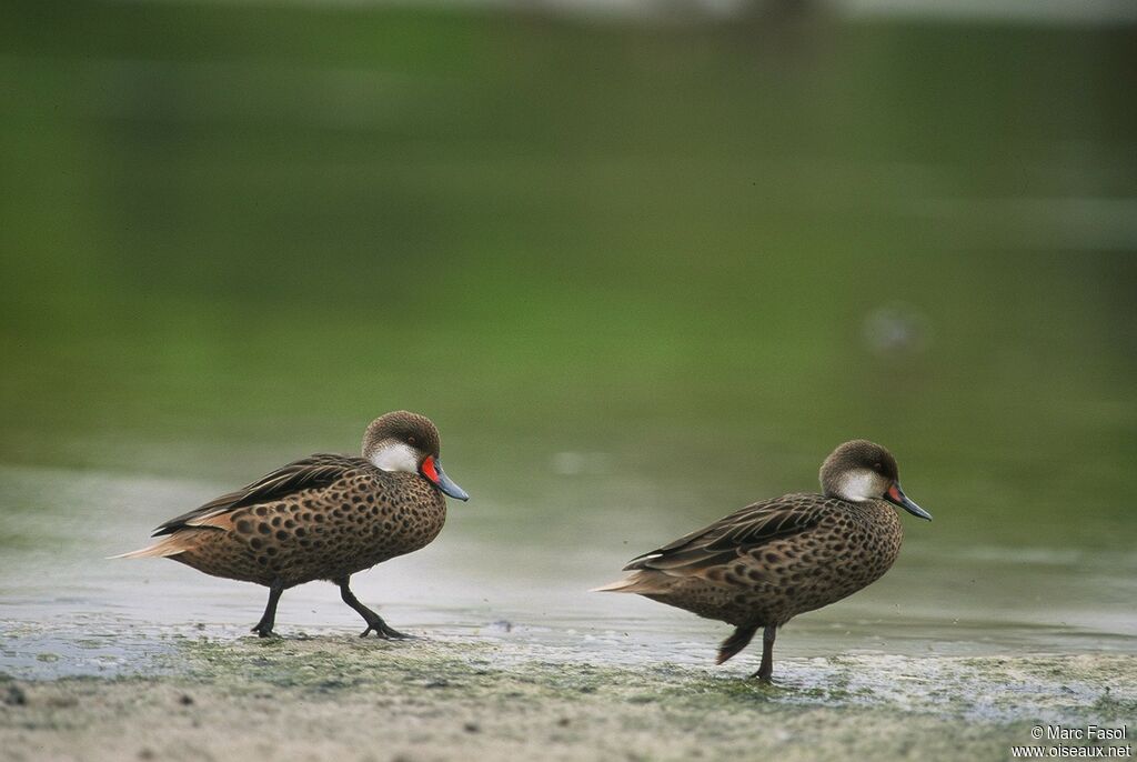 Canard des Bahamas adulte, identification