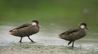 White-cheeked Pintail