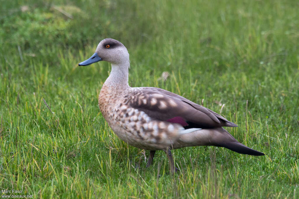 Crested Duckadult, identification