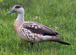 Canard huppé