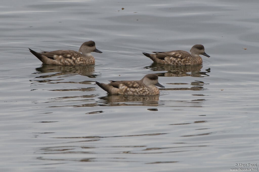 Canard huppé