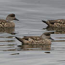 Canard huppé