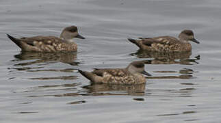 Canard huppé