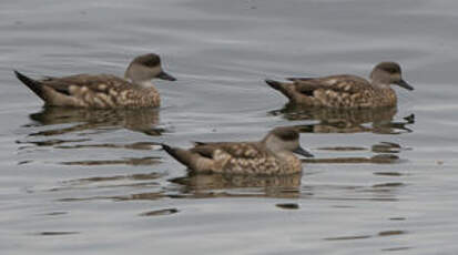 Canard huppé