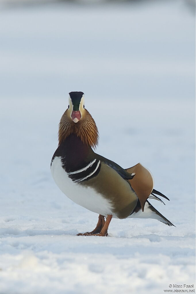 Canard mandarin mâle, identification