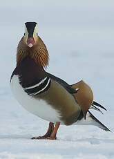 Canard mandarin