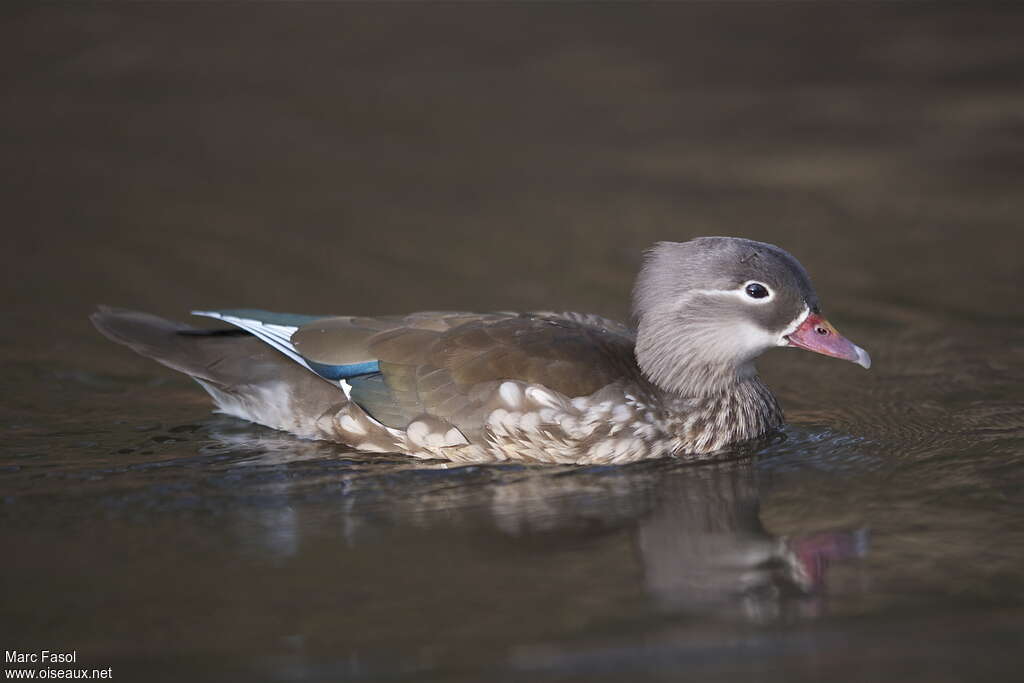 Mandarin Duck female adult breeding, identification