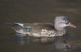 Mandarin Duck