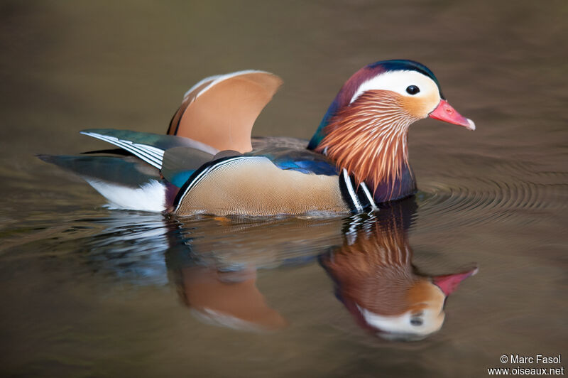 Mandarin Duck male adult, identification, swimming
