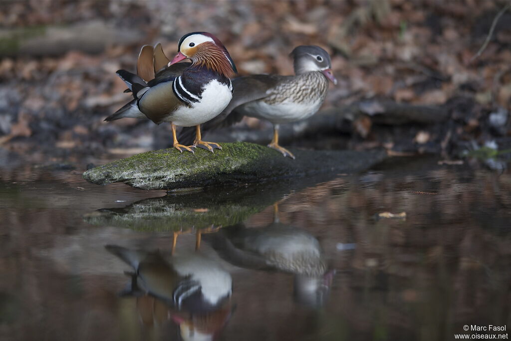 Canard mandarin , identification