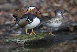 Canard mandarin