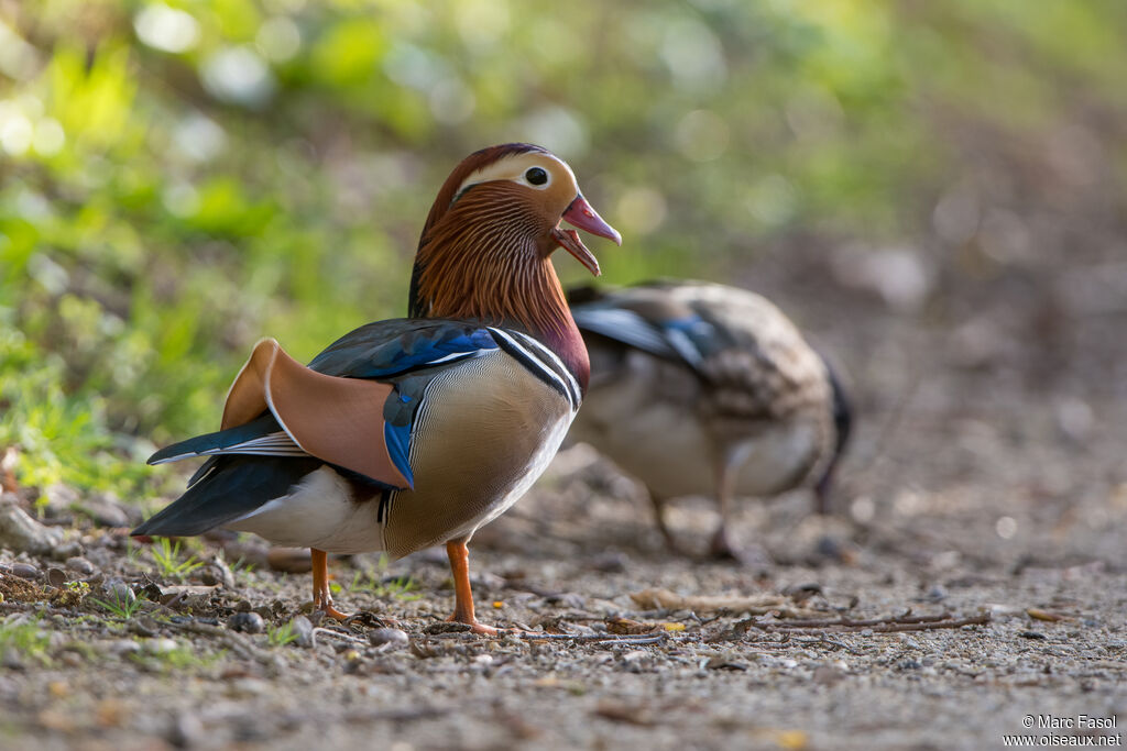 Mandarin Duckadult breeding