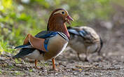 Canard mandarin