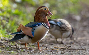 Mandarin Duck