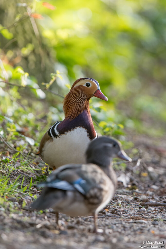 Canard mandarinadulte nuptial