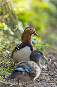 Mandarin Duck