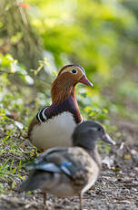 Canard mandarin