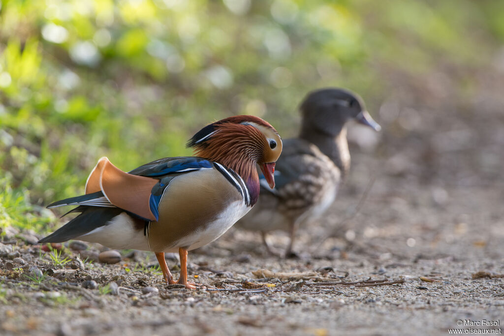 Canard mandarin