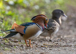 Mandarin Duck