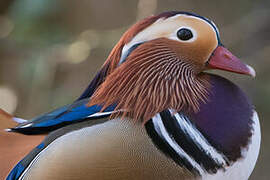 Mandarin Duck