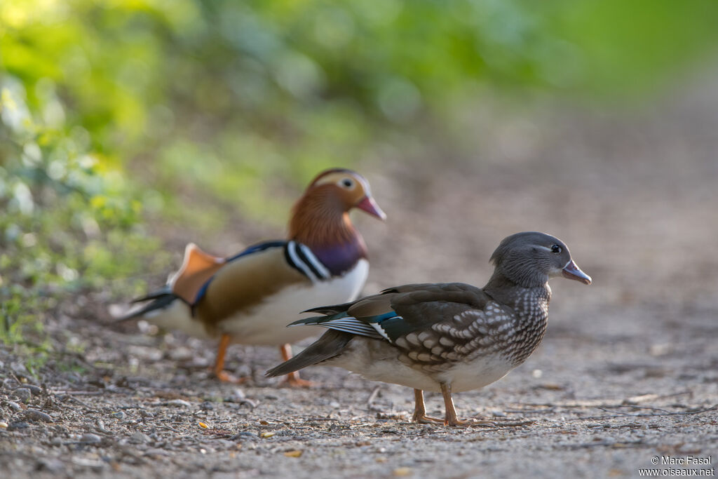 Canard mandarinadulte nuptial