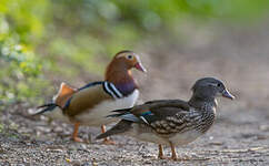 Canard mandarin