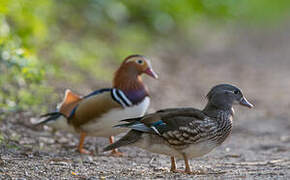 Mandarin Duck