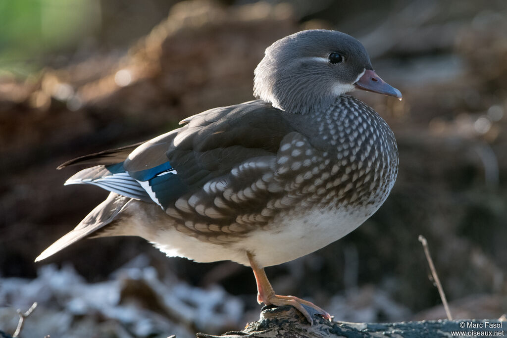 Canard mandarin femelle adulte, identification