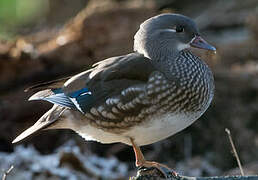 Mandarin Duck