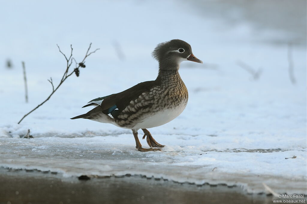 Canard mandarin femelle adulte, identification