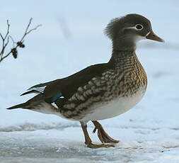 Canard mandarin