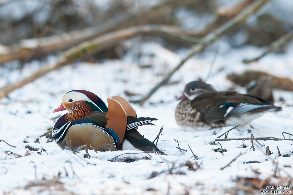 Canard mandarinadulte nuptial