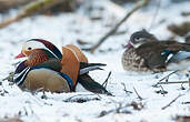 Canard mandarin